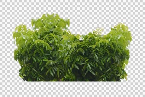 Green leaf isolated transparency background. Stock Photos