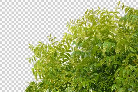 Green leaf isolated transparency background. 写真素材