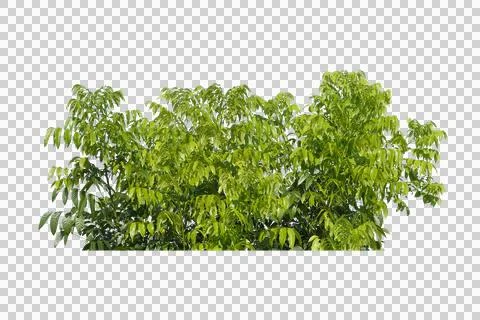 Green leaf isolated transparency background. Фото