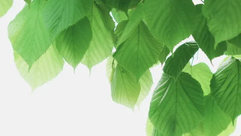 Green leaf isolated on white background Stock Footage 100533708