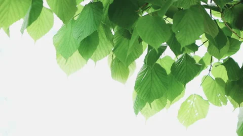 Green leaf isolated on white background Stock Footage 100538978