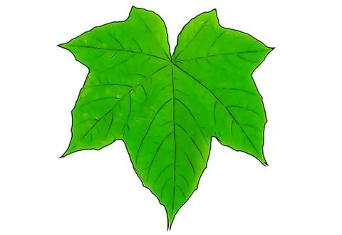Green leaf isolated on white background イラスト素材
