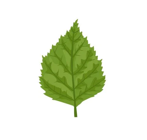 Green leaf isolated on white background Stock Illustration