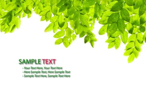 Green leaf isolated on white background Stock Photos