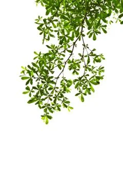 Green leaf isolated on white background Stock Photos