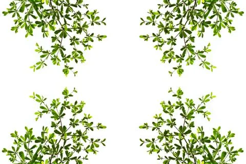 Green leaf isolated on white background Stock Photos