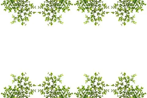 Green leaf isolated on white background Stock Photos