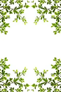 Green leaf isolated on white background Stock Photos