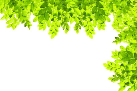 Green leaf isolated on white background Stock Photos