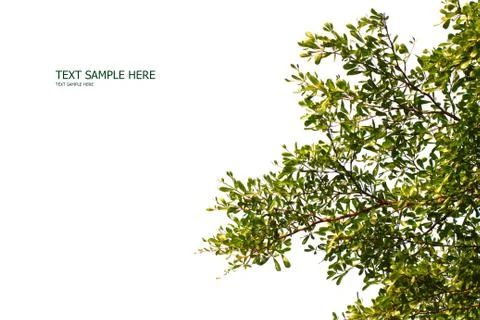Green leaf isolated on white background 写真素材