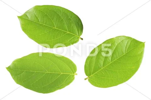 Green leaf isolated white background Stock Photos