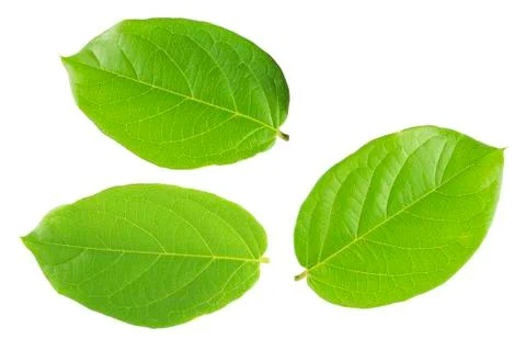 Green leaf isolated white background Stock Photos