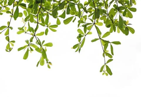 Green leaf isolated on white background Stock Photos