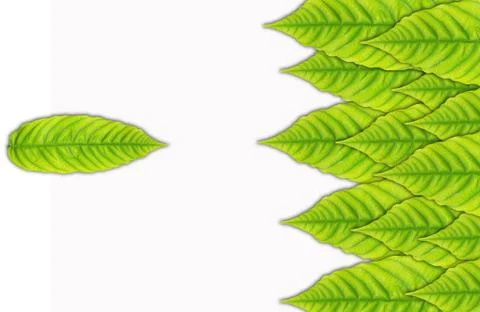 Green leaf isolated on white background Foto stock