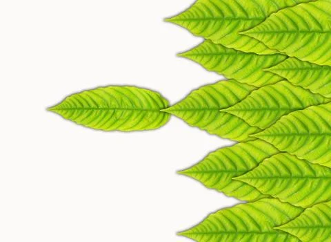 Green leaf isolated on white background Stock Photos