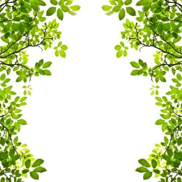 Green leaf isolated on white background Stock Photos