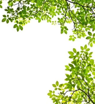 Green leaf isolated on white background Stock Photos