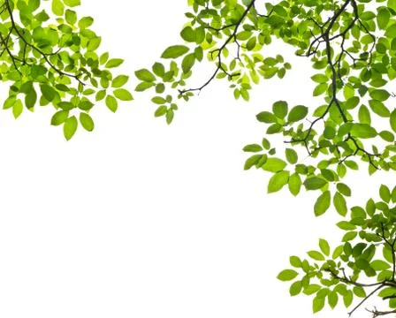 Green leaf isolated on white background Stock Photos