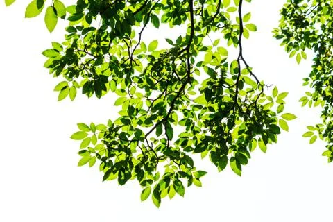 Green leaf isolated on white background Stock Photos
