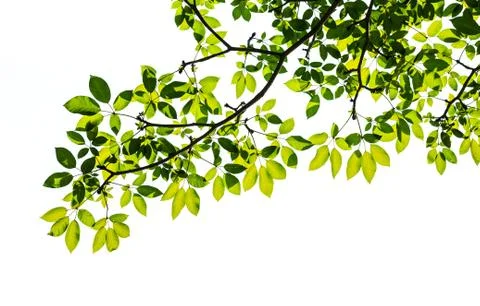 Green leaf isolated on white background Stock Photos