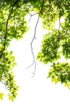 Green leaf isolated on white background Stock Photos