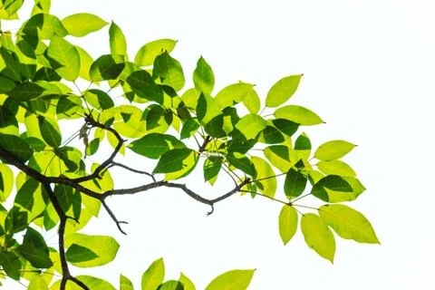 Green leaf isolated on white background Stock Photos