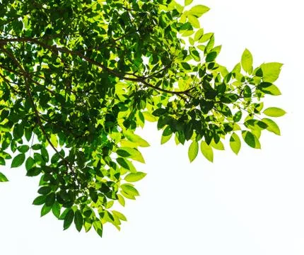 Green leaf isolated on white background Stock Photos