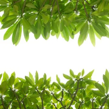 Green leaf isolated on white background Stock Photos
