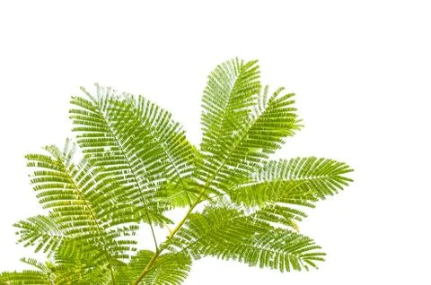 Green leaf isolated on white background Stock Photos