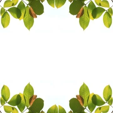 Green leaf isolated on white background 스톡 사진