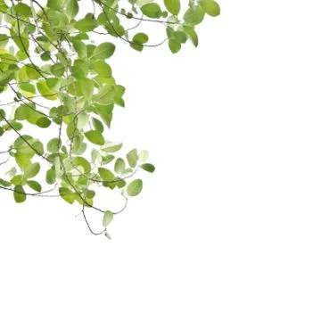 Green leaf isolated on white background Stock Photos