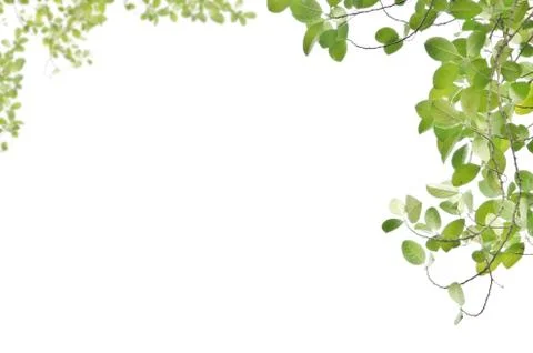 Green leaf isolated on white background 写真素材