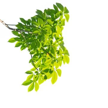 Green leaf isolated on white background Stock Photos