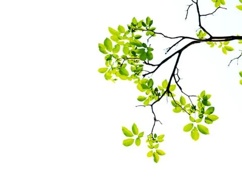 Green leaf isolated on white background Stock Photos
