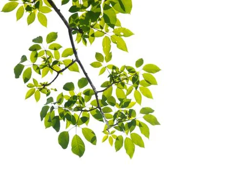 Green leaf isolated on white background Foto stock