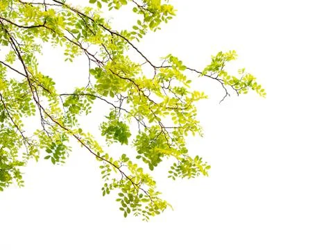 Green leaf isolated on white background Stock Photos