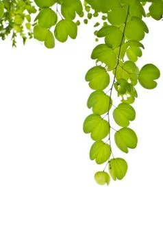 Green leaf isolated on white background Stock Photos