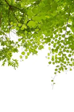 Green leaf isolated on white background Foto stock
