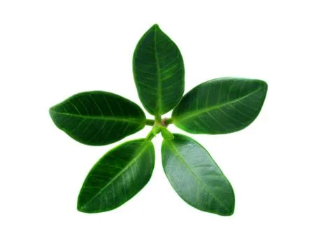 Green leaf isolated on a white background Stock Photos