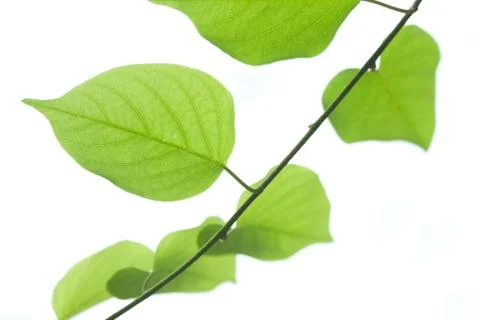 Green leaf isolated on white background Stock Photos