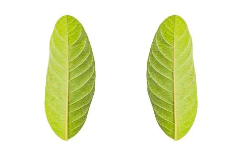 Green leaf isolated on white background with Clipping path Stock Photos
