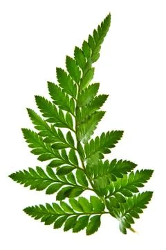 Green leaf isolated on a white background Stock Photos