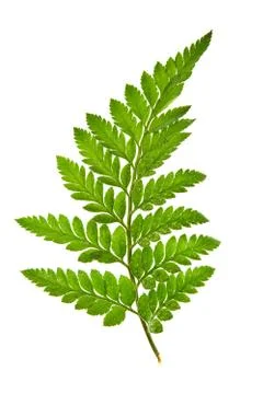 Green leaf isolated on a white background Foto stock