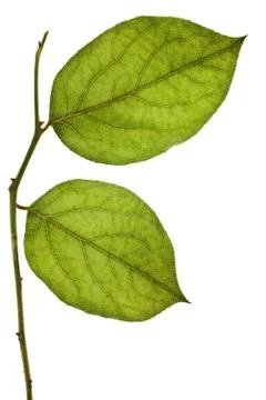 Green leaf isolated on a white background Foto stock