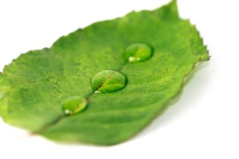 Green leaf isolated on the white background. Close up Stock Photos
