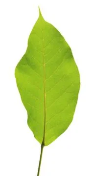 Green leaf isolated on white background Foto stock