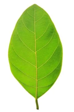 Green leaf isolated on white background Stock Photos