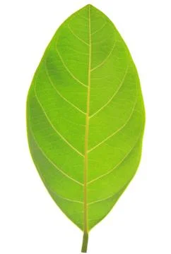 Green leaf isolated on white background Foto stock