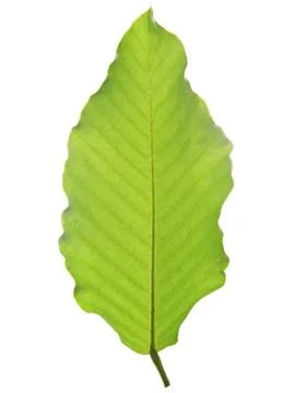 Green leaf isolated on white background Stock Photos