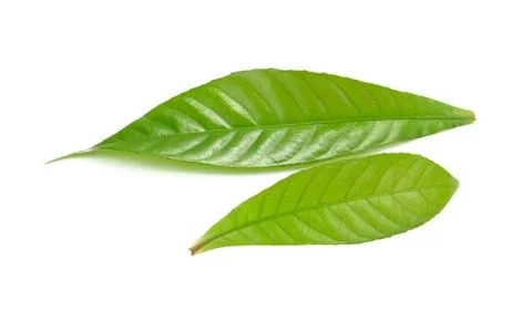 Green leaf isolated on white background Stock Photos